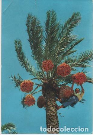 Postais: Postal E01679: Recogida del fruto, Elche - Varios