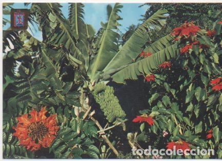 Postais: Postal E01810: Plataneros, Tenerife - Varios