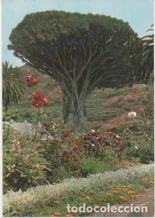 Cartoline: Postal E01015: Drago milenario, Icod, Tenerrife - Varios