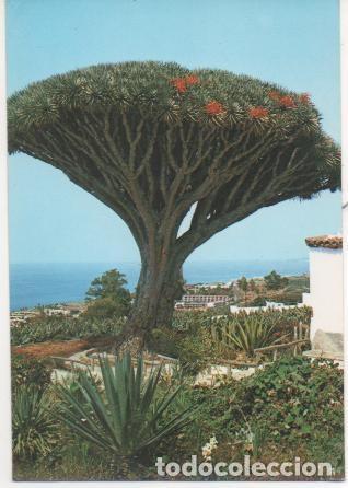 Postales: Postal E01096: Drago, Los Relajos, Tenerife - Varios