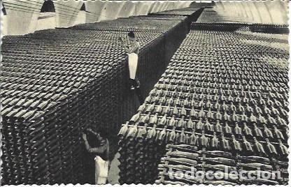 Postales: POSTAL L05388: Cavas Codorniu. Bodega en invierno - NULL