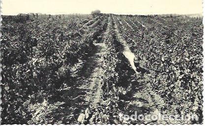 Postales: POSTAL L05384: Vi&ntilde;edos de Cavas Codorniu - NULL