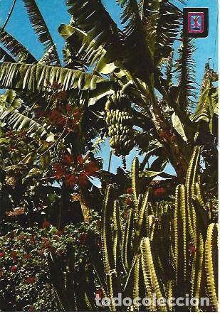 Postales: POSTAL L05588: Palmeras en Tenerife - NULL