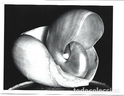 Postkarten: POSTAL A1346: Shells. 1927 - NULL