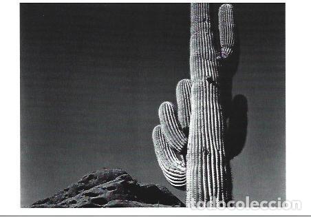 Postkarten: POSTAL A1323: Saguaro, Papago, Arizona. 1938