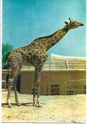 Postkarten: POSTAL A1693: Jirafa del zoo de Barcelona