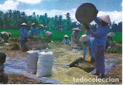 Postales: POSTAL A2170: Pane Padi en Bali - Foto 1