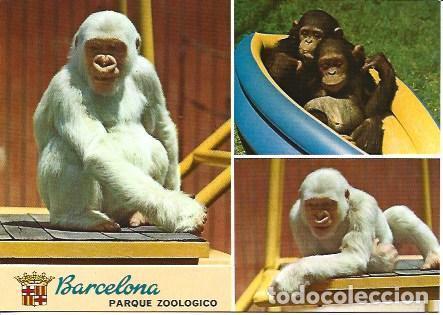 Postkarten: POSTAL A2245: Zoologico de Barcelona. Copito de Nieve - NULL