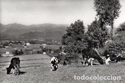 Postais: POSTAL PV01110: Paisaje con vacas en Olot - NULL