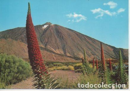 Postkarten: Postal E05213: Tajinaste en flor al pie del Teide, Tenerife - Varios