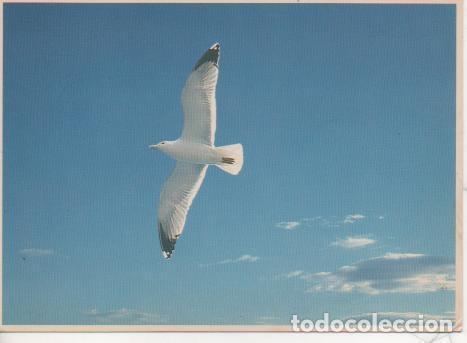 Postkarten: Postal E05223: Gaviota - Pla Boada