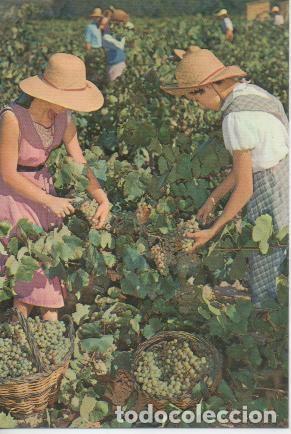 Postales: Postal E05613: Postal Cavas Codorniu, Vendimia - Varios