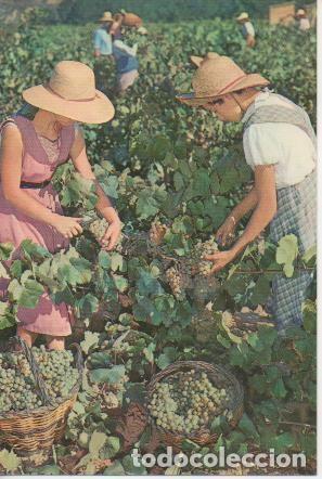 Postales: Postal E05766: Vendimia. Cavas Codorniu <acorde&oacute;n> - Varios