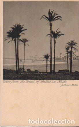 Postcards: POSTAL PV04127: View from the Forest of Palms in Haifa - NULL