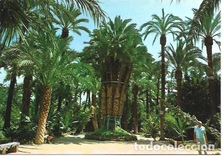 Postales: POSTAL L01480: Elche. Huerto del Cura - Foto 1