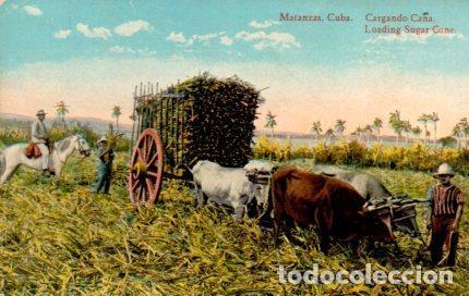 Cartoline: POSTAL PV03960: Cargando ca&ntilde;a en Matanzas, Cuba - NULL