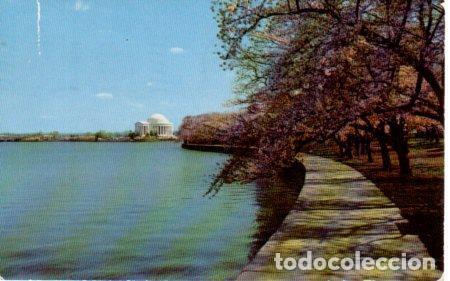 Postales: POSTAL PV04261: Cherry Blossom Time, Washington D. C. - Foto 1