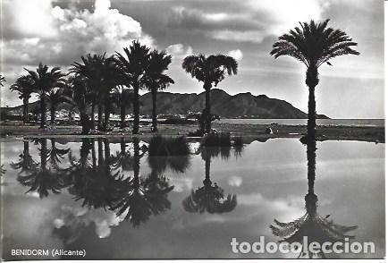 Postales: POSTAL A4021: Palmeras en Benidorm, Alicante - NULL