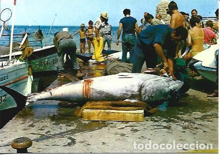 Postales: POSTAL A4258: Tareas de pesca en LEscala - Foto 1