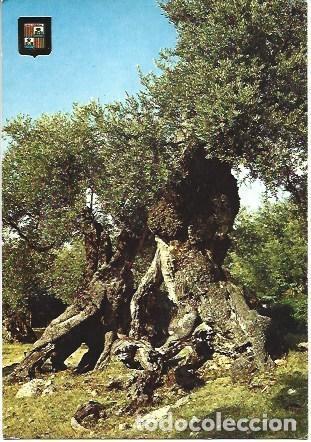 Postales: POSTAL L02939: Olivo en Mallorca - Foto 1