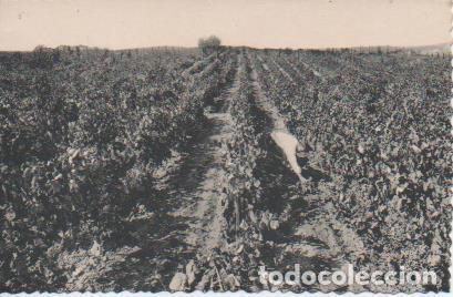 Postales: Postal E06934: Postal B/N. Casa Codorniu- (Espa&ntilde;a) San Sadurn&iacute; de Noya Vi&ntilde;edos - Varios
