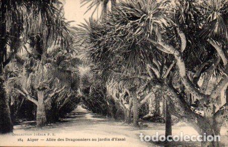 Postkarten: POSTAL PV06985: Alger. Allee des Dragonniers au Jardin d'Essai - NULL