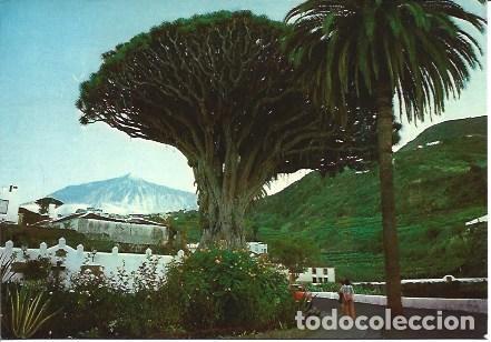 Postais: POSTAL L05300: Drago milenario en Tenerife - NULL