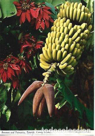 Postais: POSTAL L05604: Platanos de Tenerife - NULL