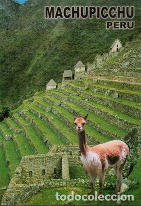 Postkarten: POSTAL PV07195: Andeneria y Vicu&ntilde;a en Machupicchu, Peru