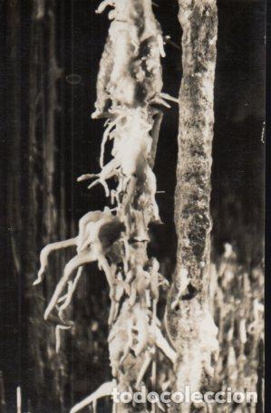 Postales: POSTAL PV01259: Sue&ntilde;o de un Angel en las Cuevas dek Hams, Manacor - NULL