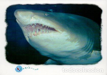 Postcards: POSTAL PV09504: Tiburon Toro, L'aquarium de Barcelona