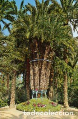 Postais: POSTAL PV09630: Palmeral Imperial de 8 brazos en Huerto del Cura, Elche