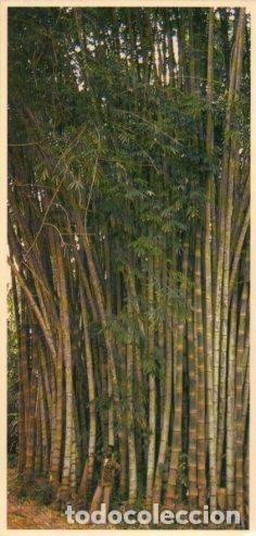 Postkarten: POSTAL PV12204: Jardin botanique de Kisantu, Zaire - NULL