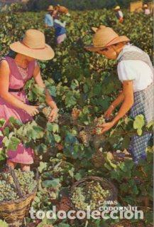 Postales: POSTAL PV12794: Cavas Codorniu vendimia - Foto 1