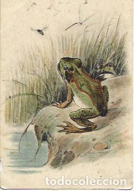 Postais: POSTAL A3347: Dbujo de rana - NULL