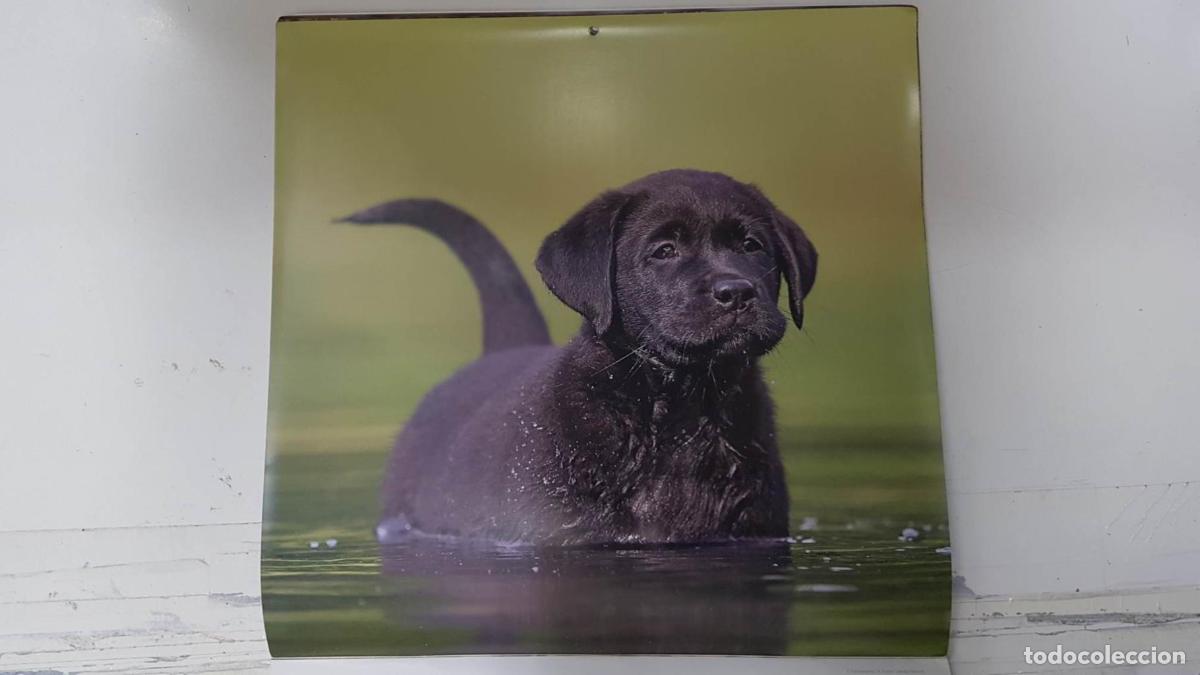 Cartes Postales: Calendario / Kalender / Calendrier / Calendar: 2011 : Dogs (perros) - lamina 03, Labrador Retriever