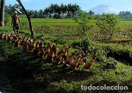Postcards: POSTAL PV07097: Training ducks to kennel, Bali - NULL