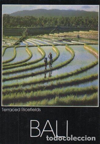 Postales: POSTAL PV07085: Terraced Ricefields, Bali - Foto 1