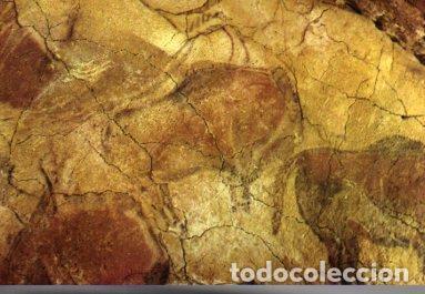 Postkarten: POSTAL PV09606: Conjunto del techo en Cuevas de Altamira, Santillana del Mar - NULL