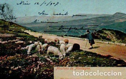 Cartes Postales: POSTAL PV09989: Moutons de Montagne
