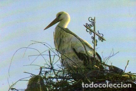 Cartes Postales: POSTAL PV11335: Cig&uuml;e&ntilde;a comun