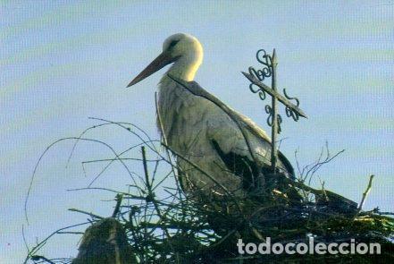 Cartes Postales: POSTAL PV11340: Cig&uuml;e&ntilde;a comun