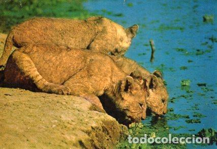 Cartoline: POSTAL PV11353: Leonas en Tanzania