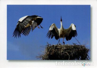 Cartoline: POSTAL PV12172: Cigue&ntilde;as