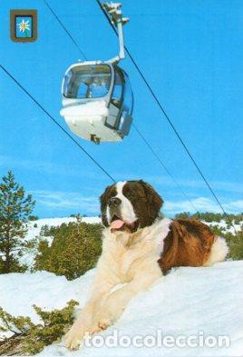Cartes Postales: POSTAL PV13474: Perro San Bernando tumbado en la nieve