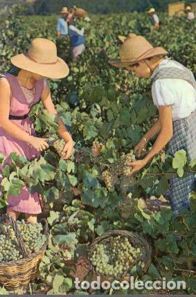 Postales: POSTAL PV13305: Cavas Codorniu. Vendimia - NULL