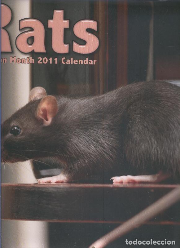 Postcards: Calendario / Kalender / Calendrier / Calendar: 2011 : Rats (ratas) - varios