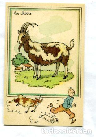Postcards: Tintin: Postal Didactica del 1943 : Modelo La chevre - Varios