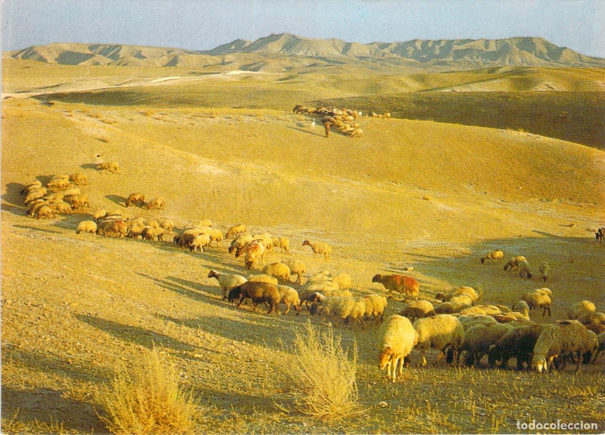 Postkarten: Postal Paisaje del Desierto de Jud&aacute; con Reba&ntilde;o de Ovejas