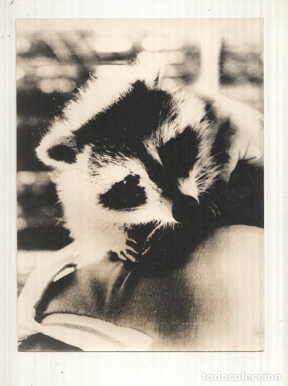 Postkarten: Foto Prensa numero 063: El mapache Ronin mascota juegos Lake Placid - Varios